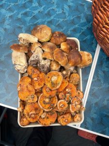 ¿Cómo diferenciar las diferentes setas que hay en Bronchales?